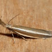 Pleurota aristella (Linnaeus, 1767) - Pleurote corniculée