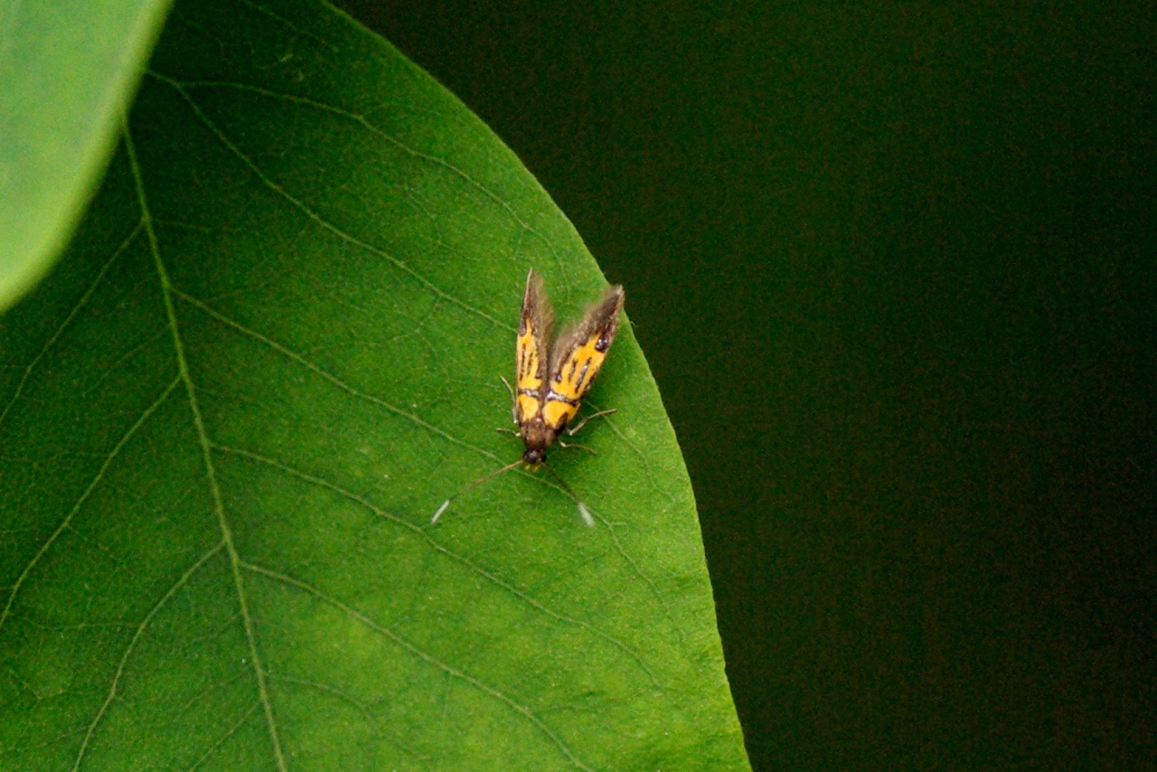 Schiffermuelleria schaefferella (Linnaeus, 1758) - Oecophore d'Hermann