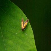 Schiffermuelleria schaefferella (Linnaeus, 1758) - Oecophore d'Hermann