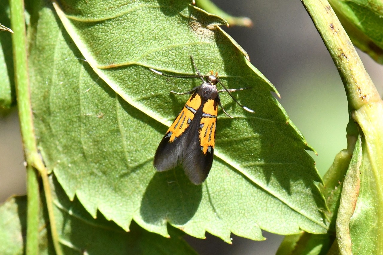 Schiffermuelleria schaefferella (Linnaeus, 1758) - Oecophore d'Hermann