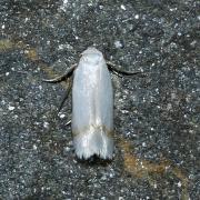 Opostega salaciella (Treitschke, 1833) 