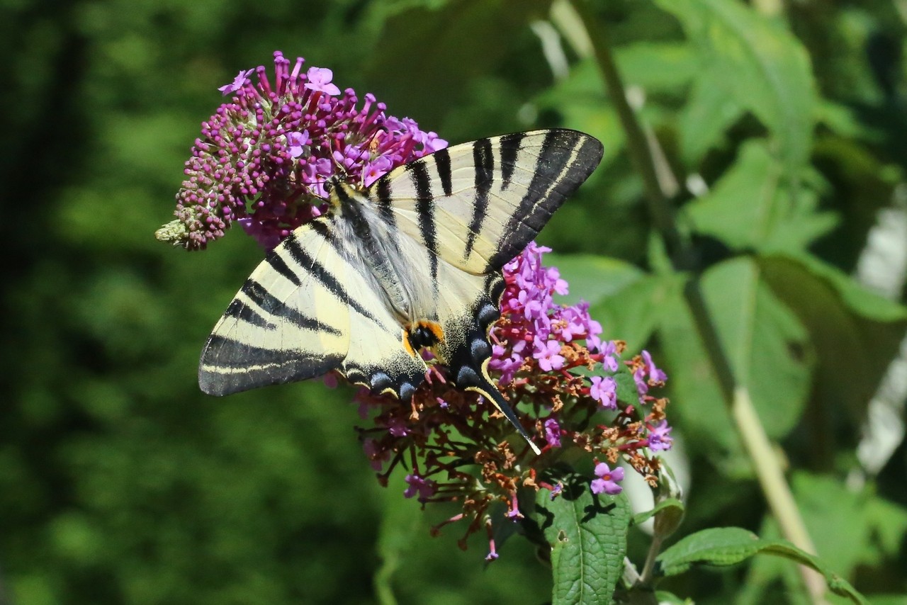 Iphiclides podalirius (Linnaeus, 1758) - Le Flambé