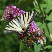 Iphiclides podalirius (Linnaeus, 1758) - Le Flambé