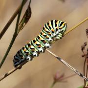 Papilio machaon Linnaeus, 1758 - Machaon, Grand Porte-Queue (chenille stade 5)