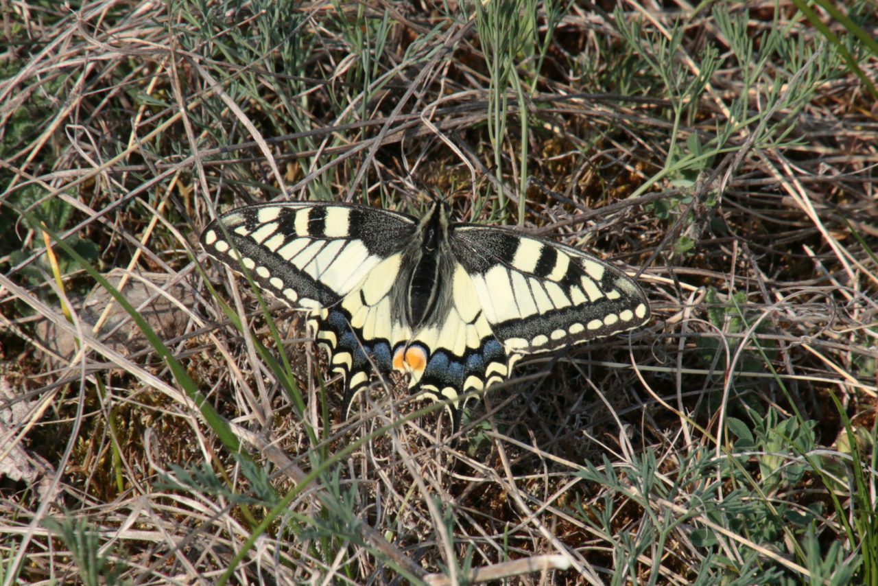 Papilio machaon Linnaeus, 1758 - Machaon, Grand Porte-Queue