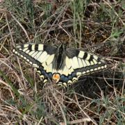 Papilio machaon Linnaeus, 1758 - Machaon, Grand Porte-Queue