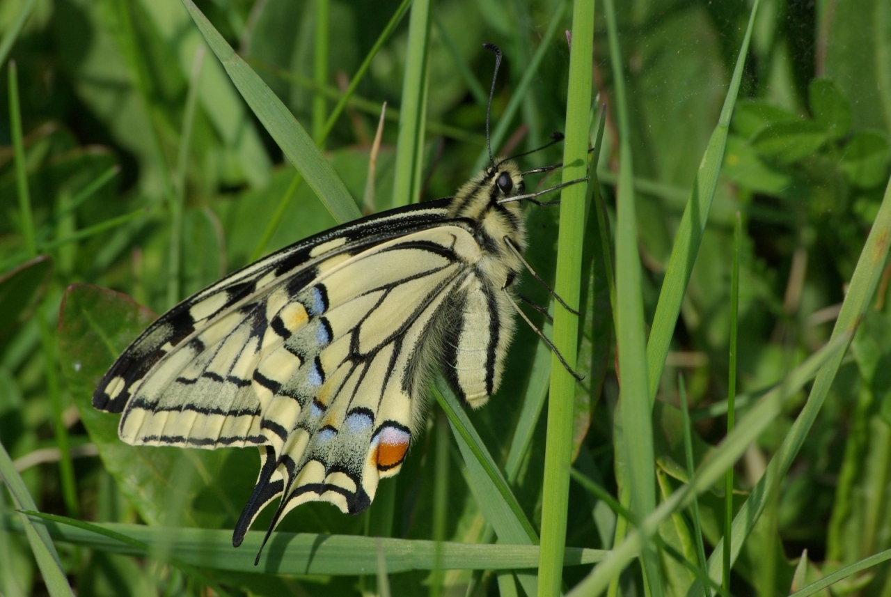 Papilio machaon Linnaeus, 1758 - Machaon, Grand Porte-Queue