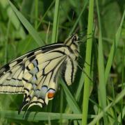 Papilio machaon Linnaeus, 1758 - Machaon, Grand Porte-Queue