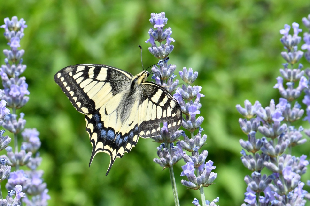 Papilio machaon Linnaeus, 1758 - Machaon, Grand Porte-Queue