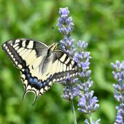 Papilio machaon Linnaeus, 1758 - Machaon, Grand Porte-Queue