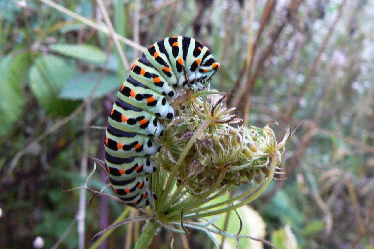 Papilio machaon Linnaeus, 1758 - Machaon, Grand Porte-Queue (chenille)