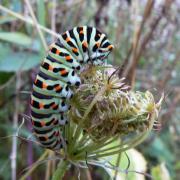 Papilio machaon Linnaeus, 1758 - Machaon, Grand Porte-Queue (chenille)