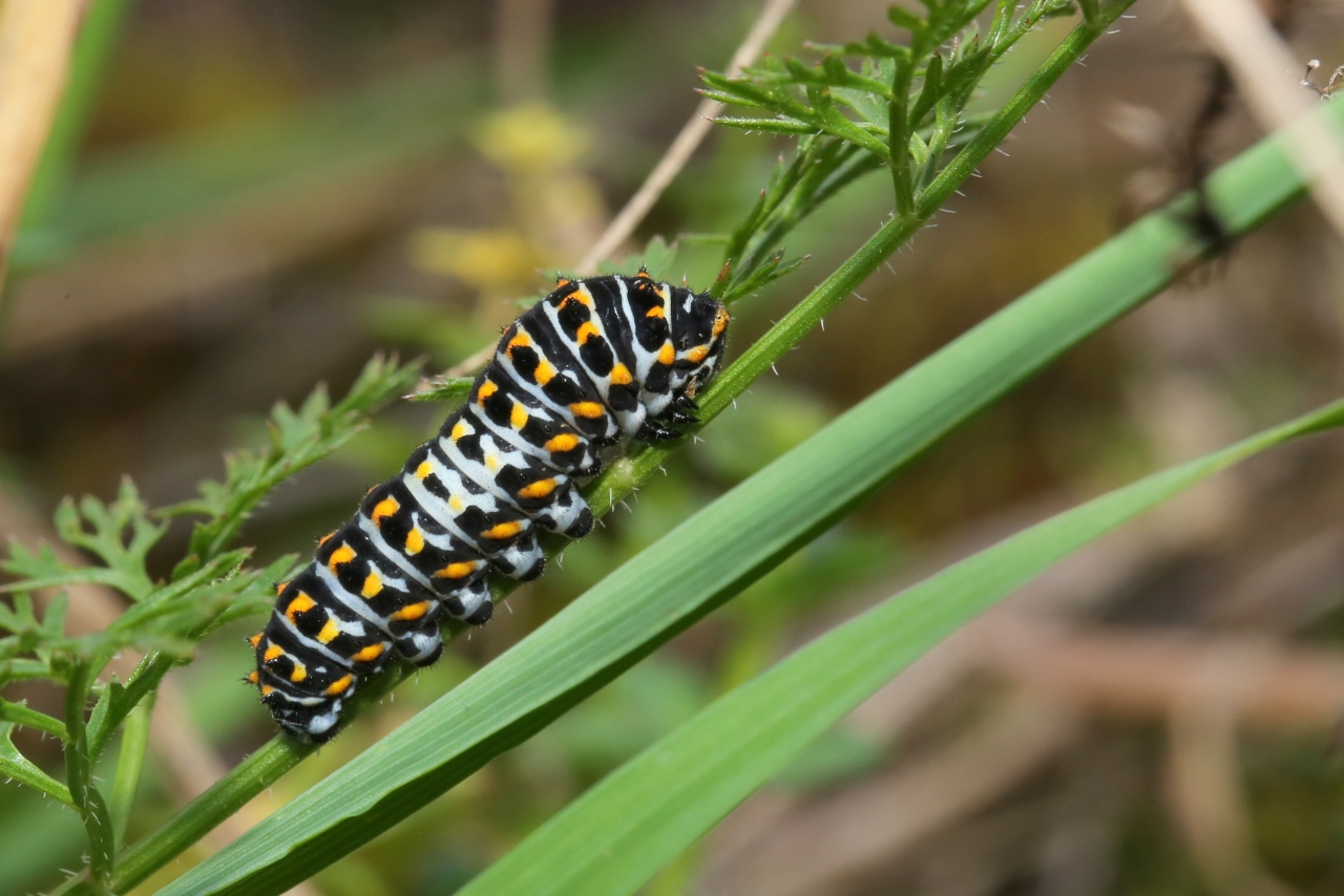 Papilio machaon Linnaeus, 1758 - Machaon, Grand Porte-Queue (chenille stade 4)