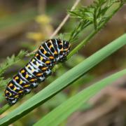 Papilio machaon Linnaeus, 1758 - Machaon, Grand Porte-Queue (chenille)