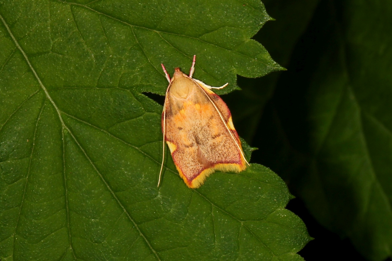 Carcina quercana (Fabricius, 1775) - Oecophore rosée, Phibalocère du Hêtre