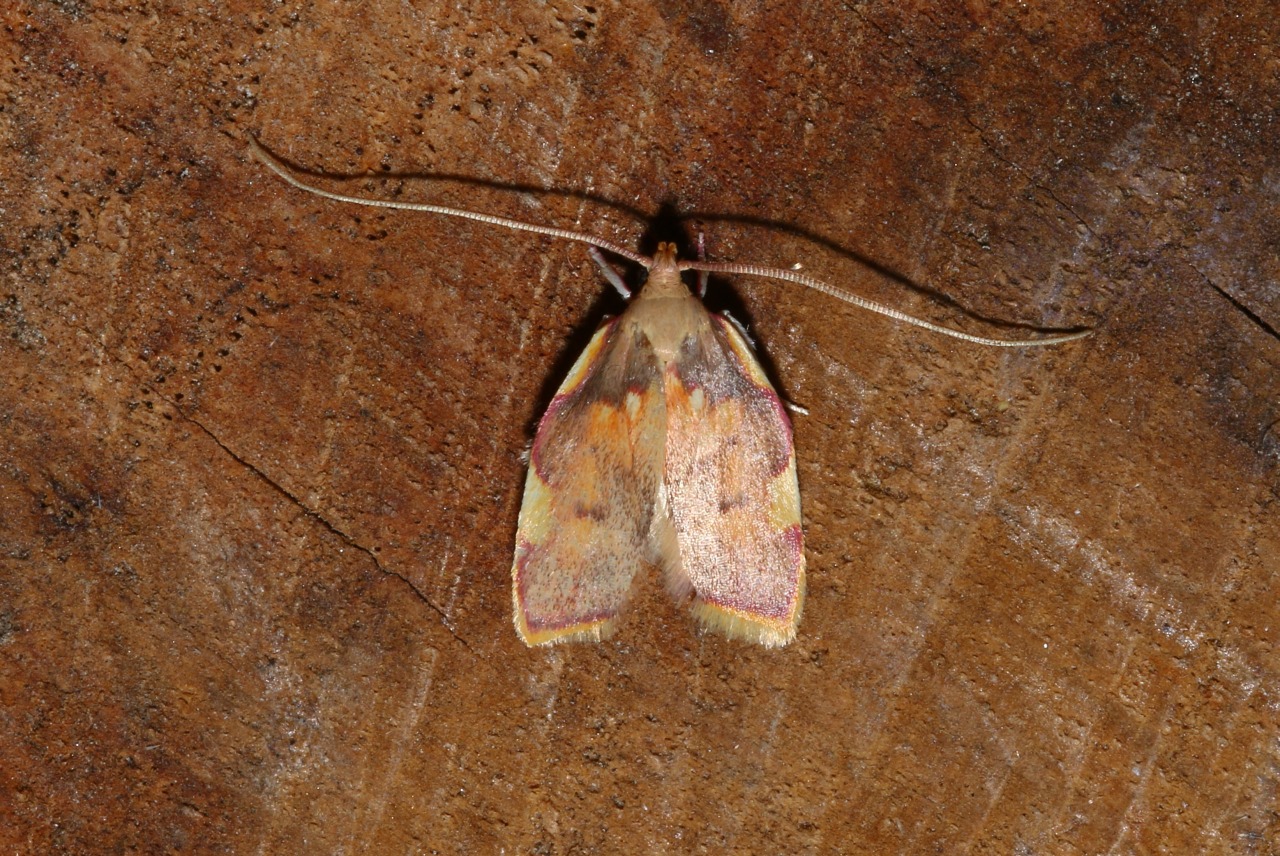 Carcina quercana (Fabricius, 1775) - Oecophore rosée, Phibalocère du Hêtre