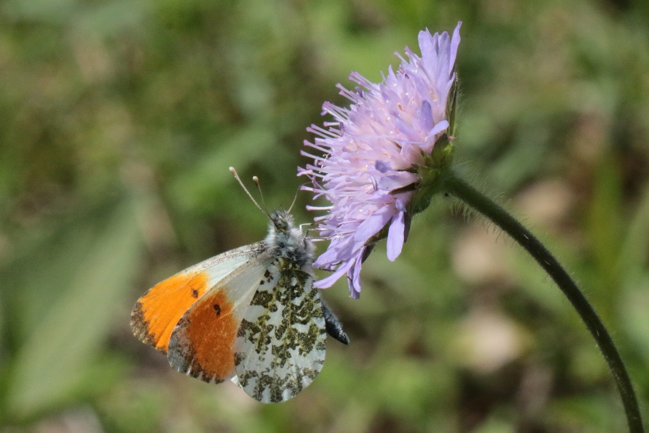 Anthocharis cardamines (Linnaeus, 1758) - Aurore (mâle)