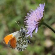 Anthocharis cardamines (Linnaeus, 1758) - Aurore (mâle)