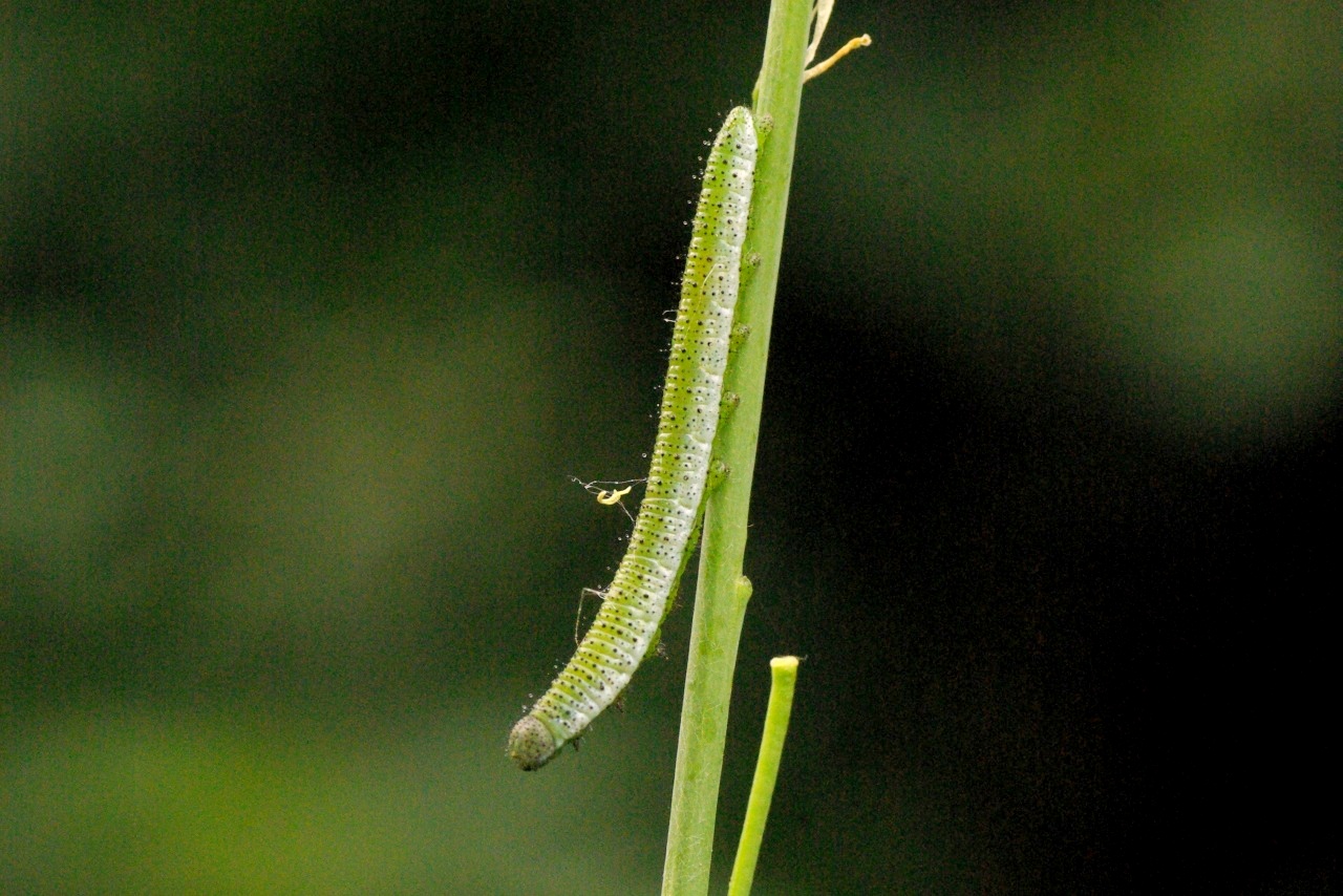 Anthocharis cardamines (Linnaeus, 1758) - Aurore (chenille)