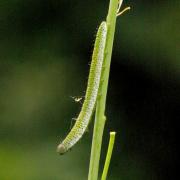 Anthocharis cardamines (Linnaeus, 1758) - Aurore (chenille)