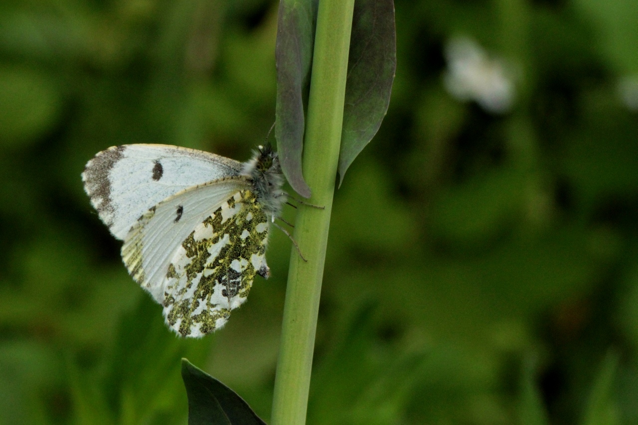 Anthocharis cardamines (Linnaeus, 1758) - Aurore (femelle)