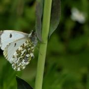 Anthocharis cardamines (Linnaeus, 1758) - Aurore (femelle)