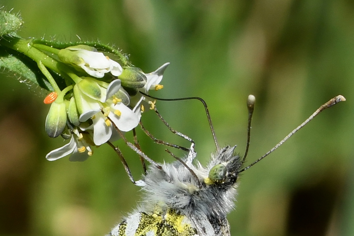 Anthocharis cardamines (Linnaeus, 1758) - Aurore (femelle + oeuf)