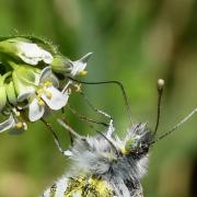 Anthocharis cardamines (Linnaeus, 1758) - Aurore (femelle + oeuf)