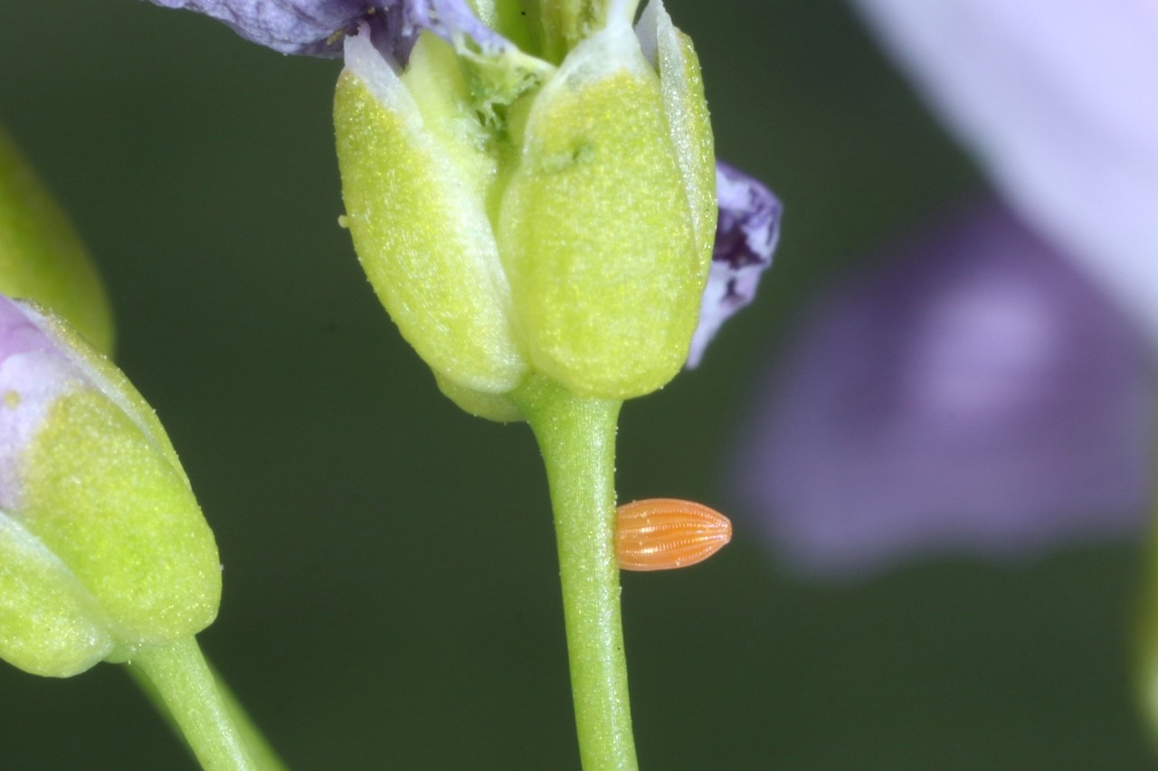 Anthocharis cardamines (Linnaeus, 1758) - Aurore (oeuf)