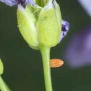 Anthocharis cardamines (Linnaeus, 1758) - Aurore (oeuf)