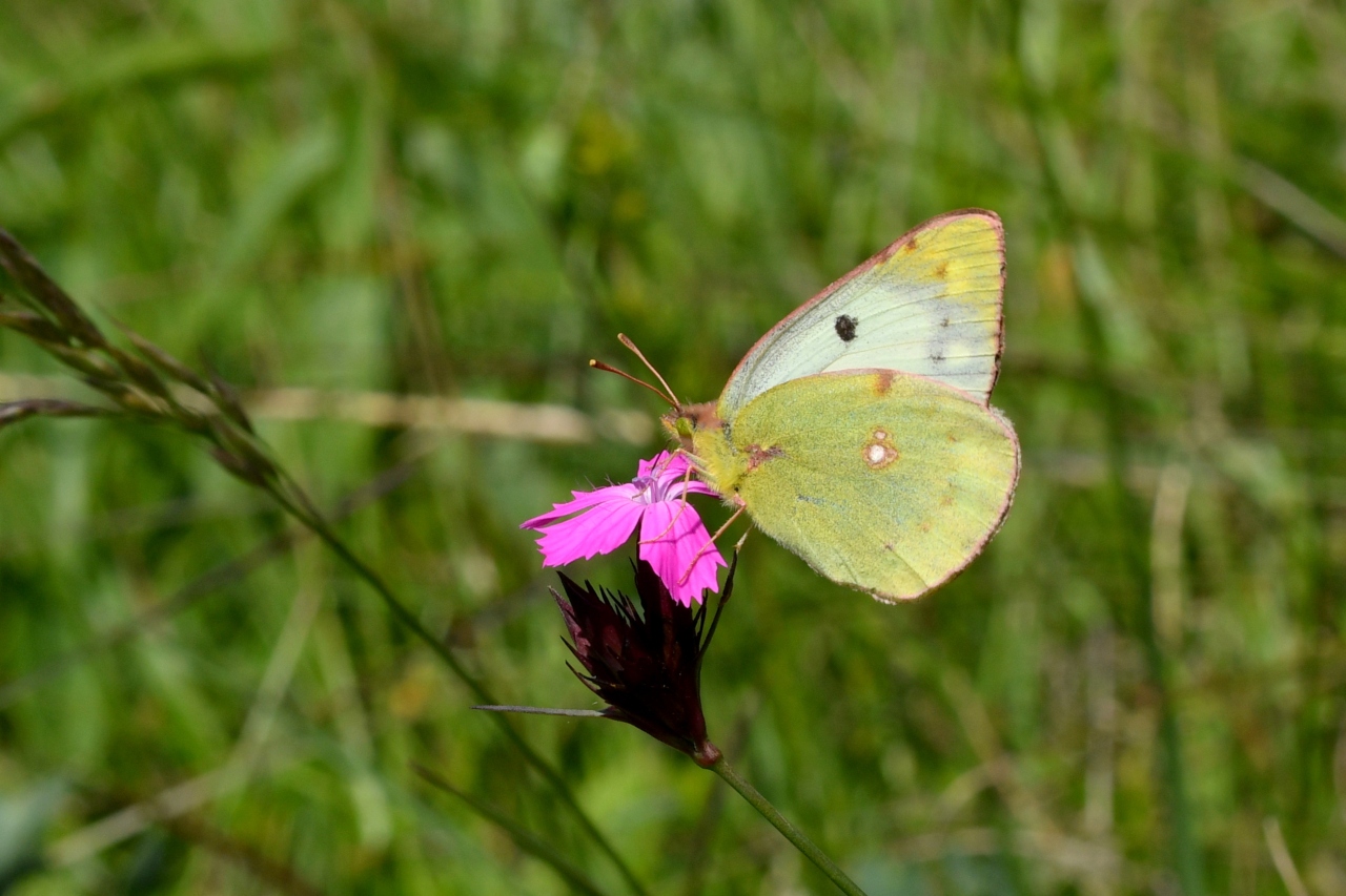 Colias alfacariensis / hyale 