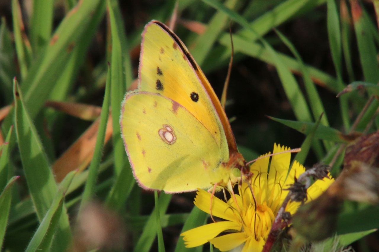 Colias crocea (Geoffroy in Fourcroy, 1785) - Souci