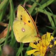 Colias crocea (Geoffroy in Fourcroy, 1785) - Souci