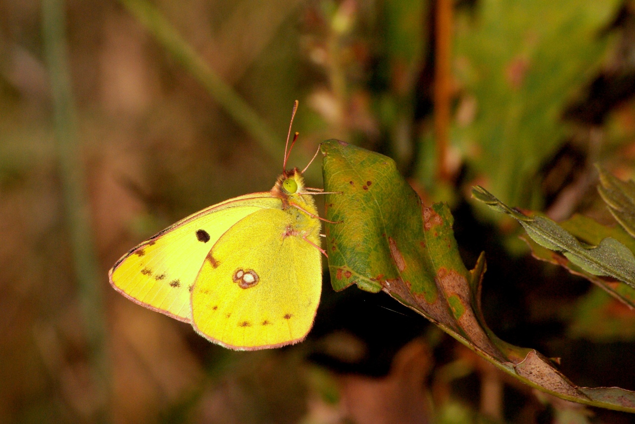 Colias sp