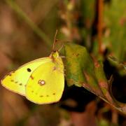 Colias sp