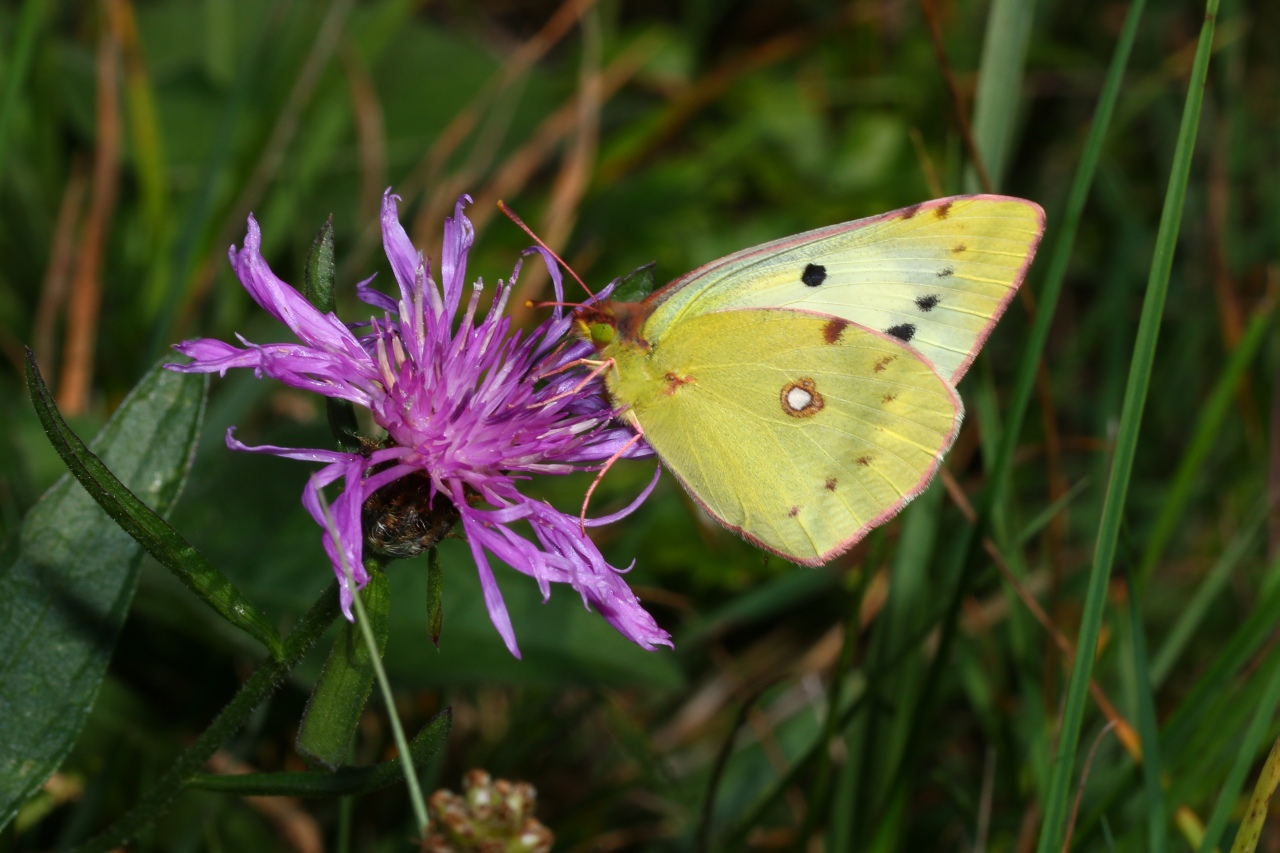 Colias sp 