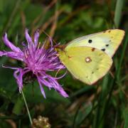 Colias sp 