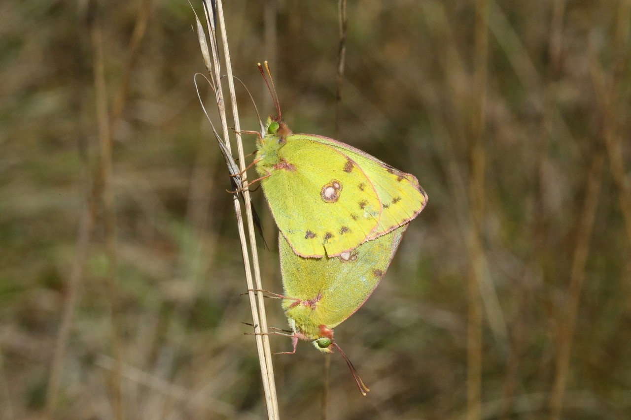 Colias alfacariensis / hyale (accouplement)