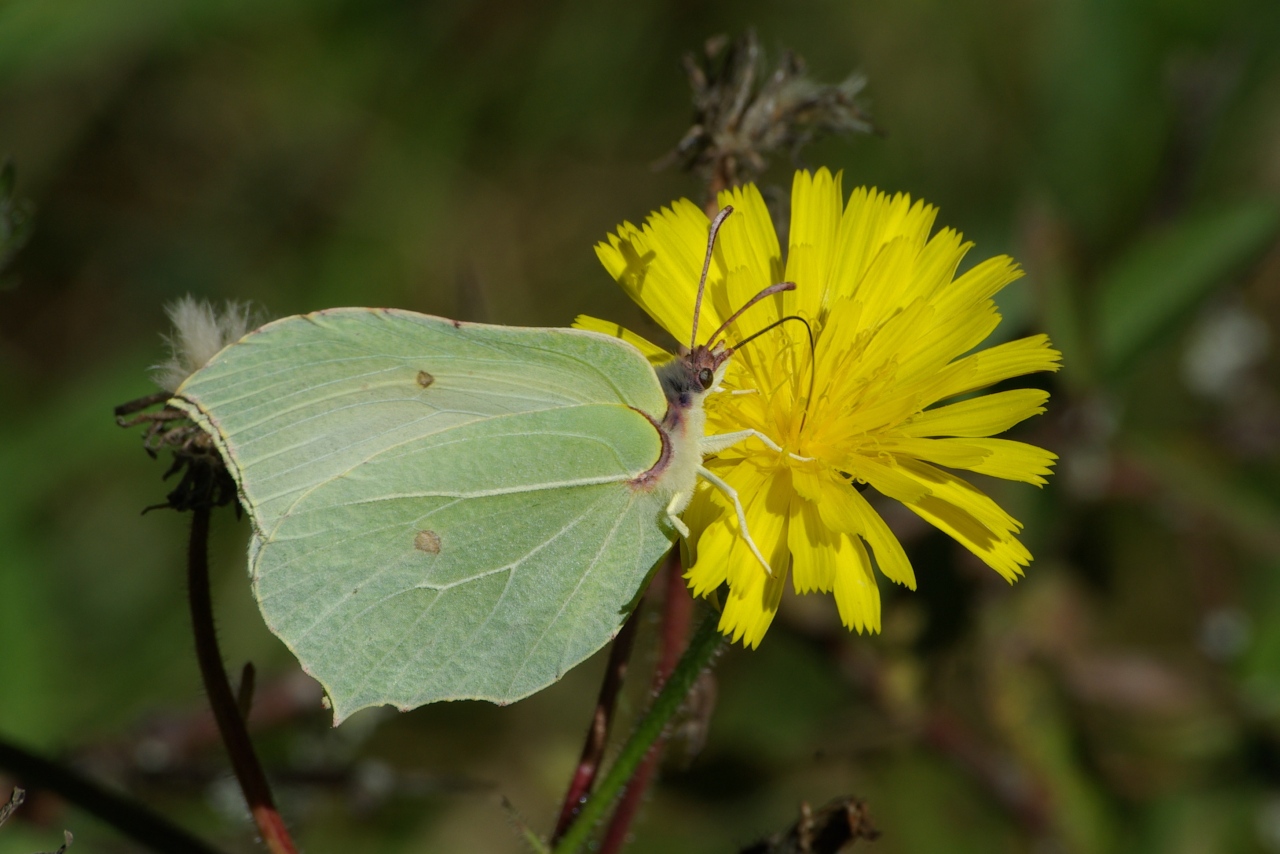 Gonepteryx rhamni (Linnaeus, 1758) - Citron, Piéride du Nerprun