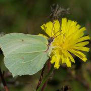 Gonepteryx rhamni (Linnaeus, 1758) - Citron, Piéride du Nerprun