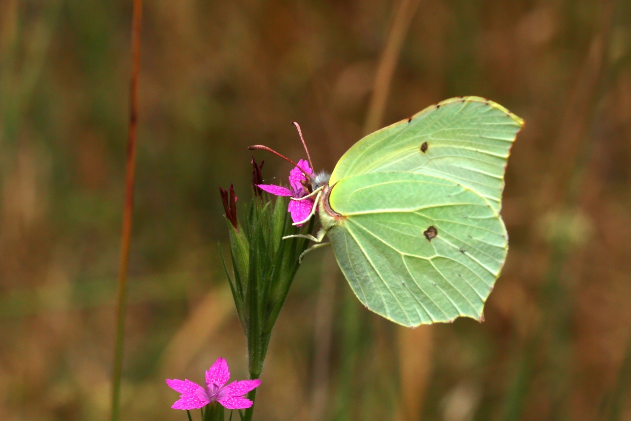 Gonepteryx rhamni (Linnaeus, 1758) - Citron, Piéride du Nerprun