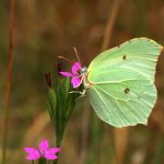 Gonepteryx rhamni (Linnaeus, 1758) - Citron, Piéride du Nerprun