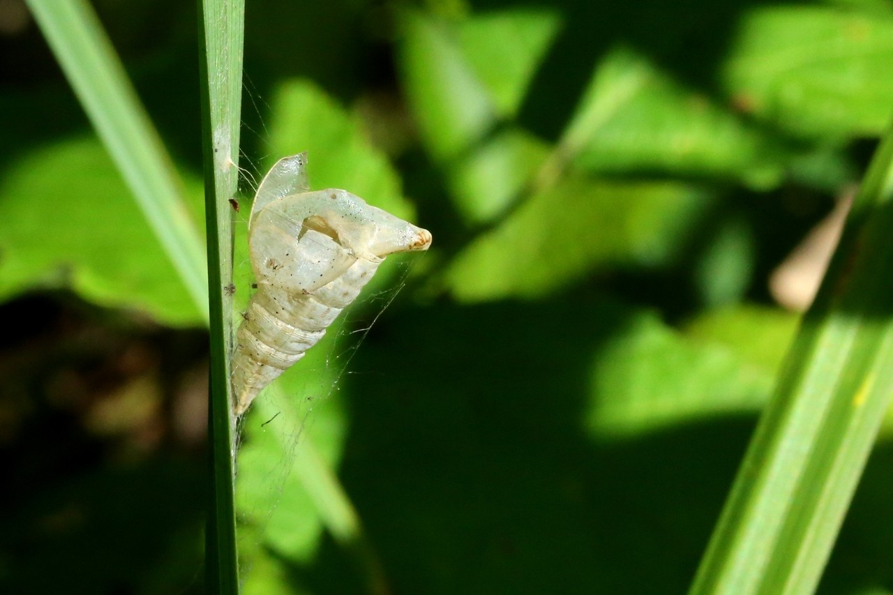 Gonepteryx rhamni (Linnaeus, 1758) - Citron, Piéride du Nerprun (Chrysalide)