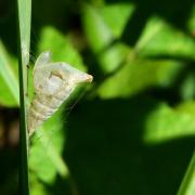 Gonepteryx rhamni (Linnaeus, 1758) - Citron, Piéride du Nerprun (Chrysalide)