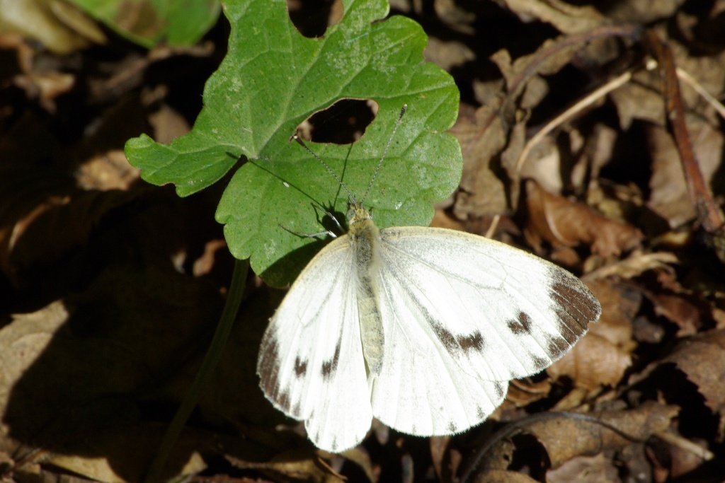 Pieris napi (Linnaeus, 1758) - Piéride du Navet (femelle)