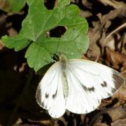 Pieris napi (Linnaeus, 1758) - Piéride du Navet (femelle)