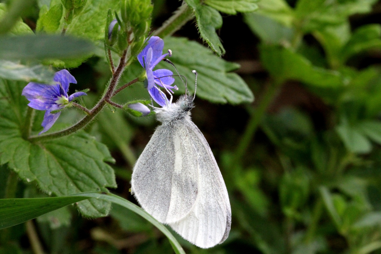 Leptidea sp 