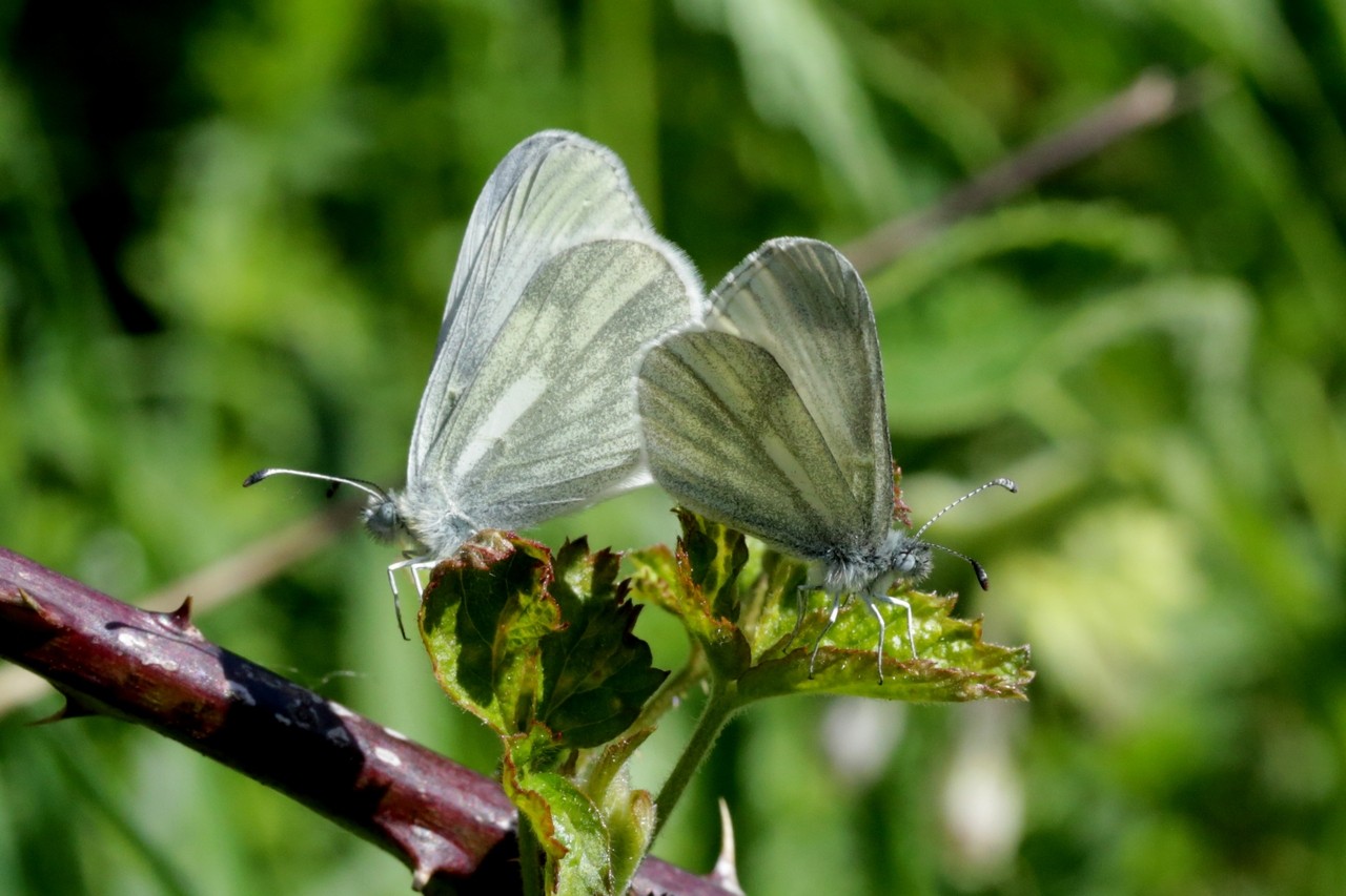 Leptidea sp (accouplement)