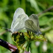 Leptidea sp (accouplement)