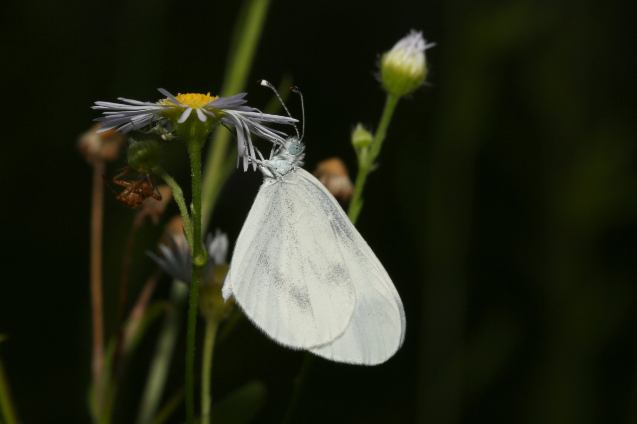 Leptidea sp 